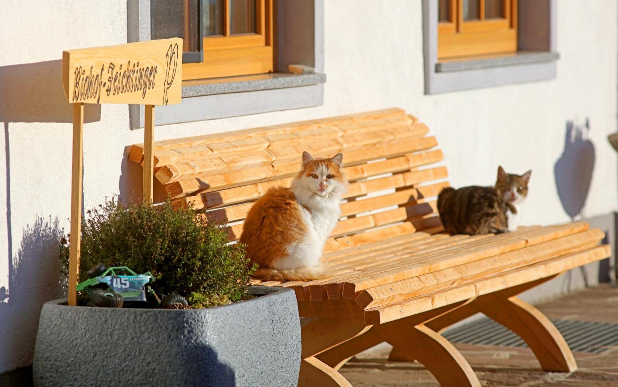 Biohof-Feichtinger Appartement Zell am Moos Buitenkant foto